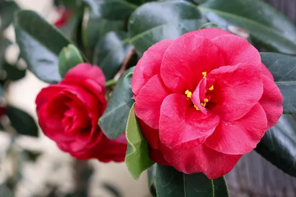 Camellia_Flower_Plant_Rare_Japanese_Varity_Size_1_Ft_To_1.5_F_Tree