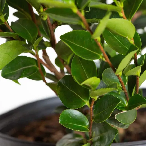 Camellia_Flower_Plant_Rare_Japanese_Varity_Size_1_Ft_To_1.5_F_Tree