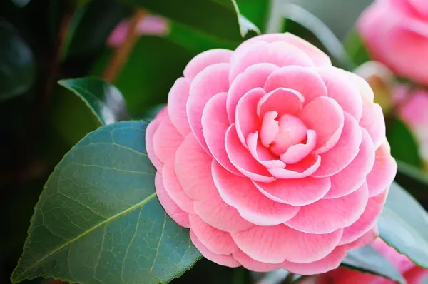 Camellia_Flower_Plant_Rare_Japanese_Varity_Size_1_Ft_To_1.5_F_Tree