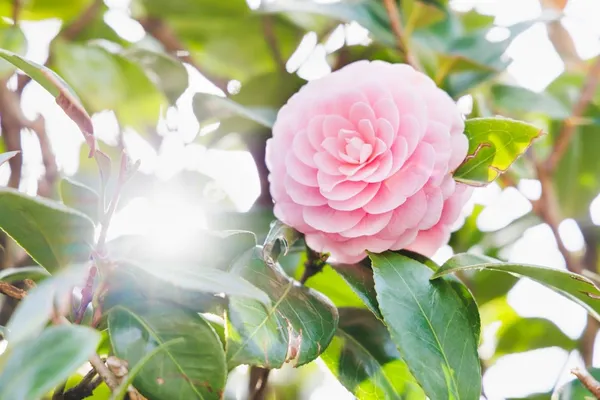 Camellia_Flower_Plant_Rare_Japanese_Varity_Size_1_Ft_To_1.5_F_Tree