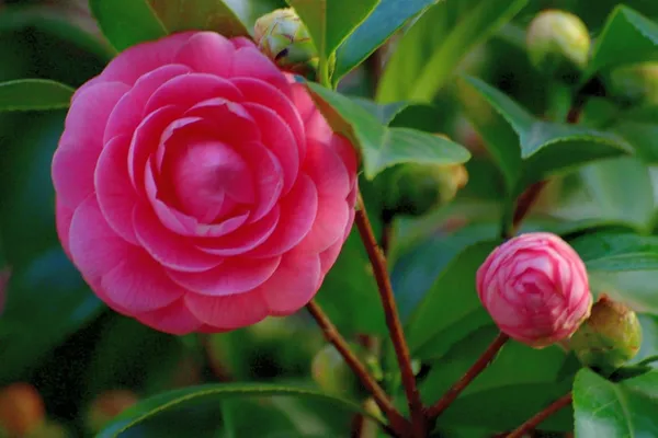 Camellia_Flower_Plant_Rare_Japanese_Varity_Size_1_Ft_To_1.5_F_Tree