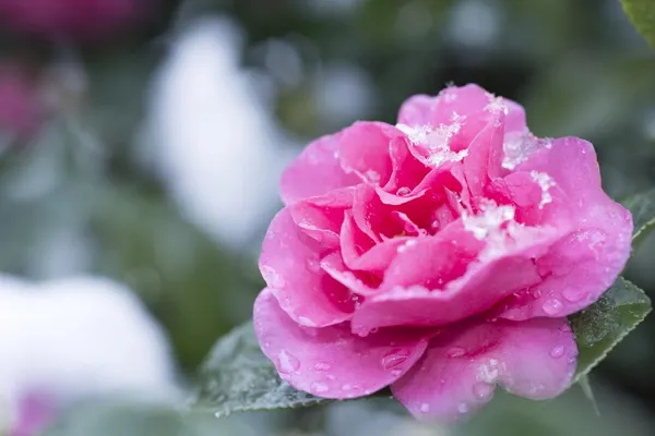 Camellia_Flower_Plant_Rare_Japanese_Varity_Size_1_Ft_To_1.5_F_Tree