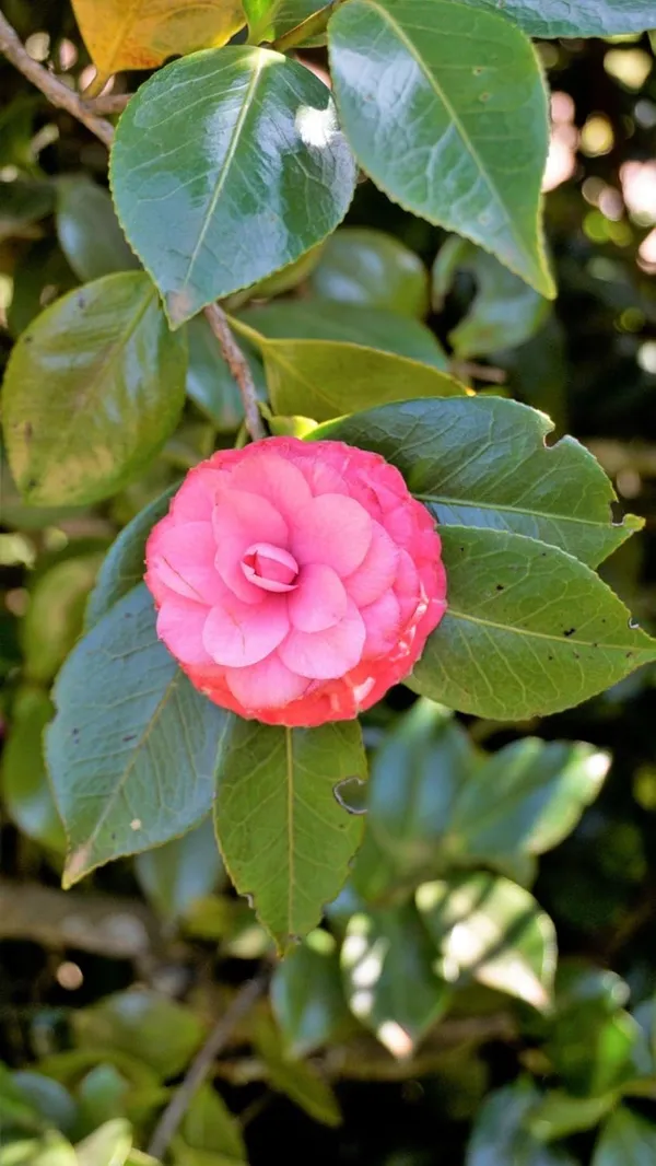 Camellia_Flower_Plant_Rare_Japanese_Varity_Size_1_Ft_To_1.5_F_Tree