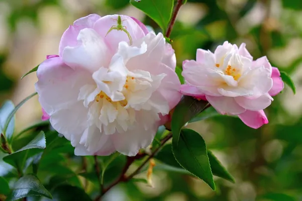Camellia_Flower_Plant_Rare_Japanese_Varity_Size_1_Ft_To_1.5_F_Tree