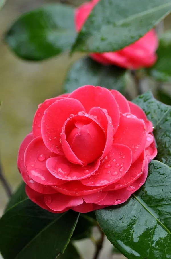 Camellia_Flower_Plant_Rare_Japanese_Varity_Size_1_Ft_To_1.5_F_Tree
