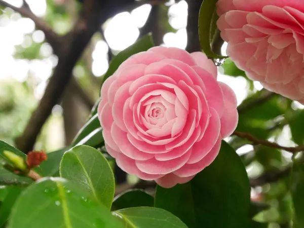 Camellia_Flower_Plant_Rare_Japanese_Varity_Size_1_Ft_To_1.5_F_Tree