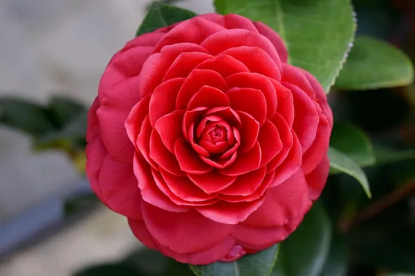 Camellia_Flower_Plant_Rare_Japanese_Varity_Size_1_Ft_To_1.5_F_Tree