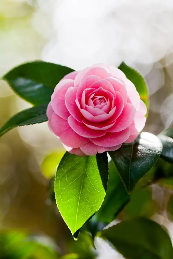 Camellia_Flower_Plant_Rare_Japanese_Varity_Size_1_Ft_To_1.5_F_Tree