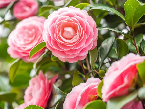 Camellia_Flower_Plant_Rare_Japanese_Varity_Size_1_Ft_To_1.5_F_Tree