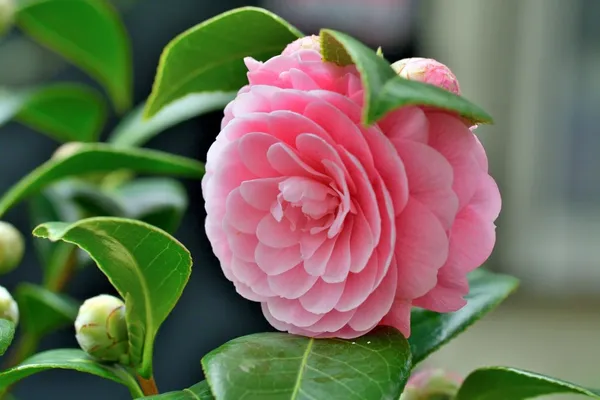 Camellia_Flower_Plant_Rare_Japanese_Varity_Size_1_Ft_To_1.5_F_Tree