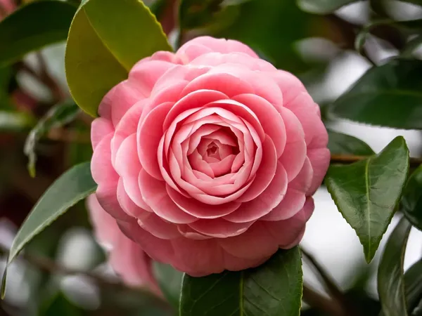 Camellia_Flower_Plant_Rare_Japanese_Varity_Size_1_Ft_To_1.5_F_Tree