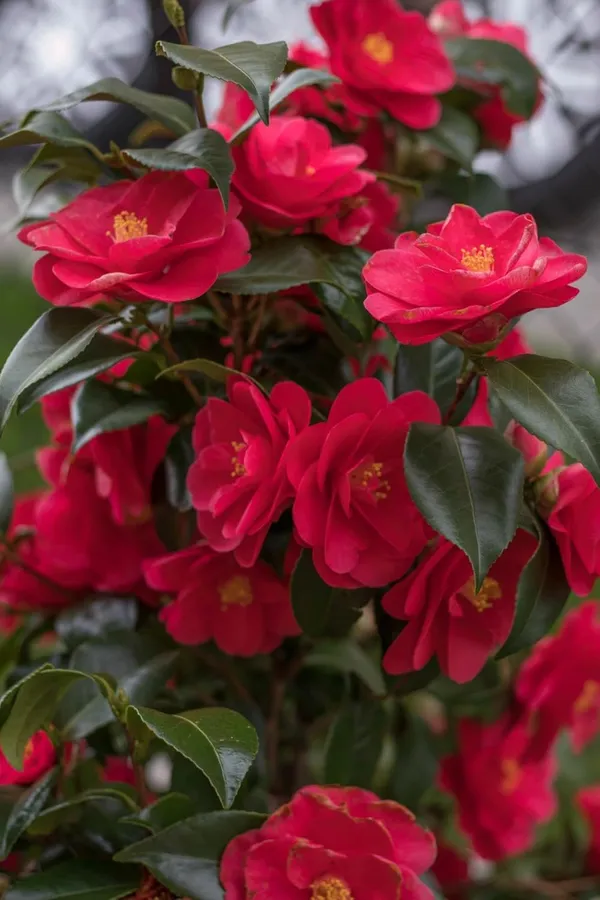 Camellia_Flower_Plant_Rare_Japanese_Varity_Size_1_Ft_To_1.5_F_Tree