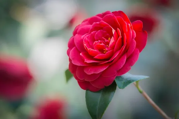 Camellia_Flower_Plant_Rare_Japanese_Varity_Size_1_Ft_To_1.5_F_Tree