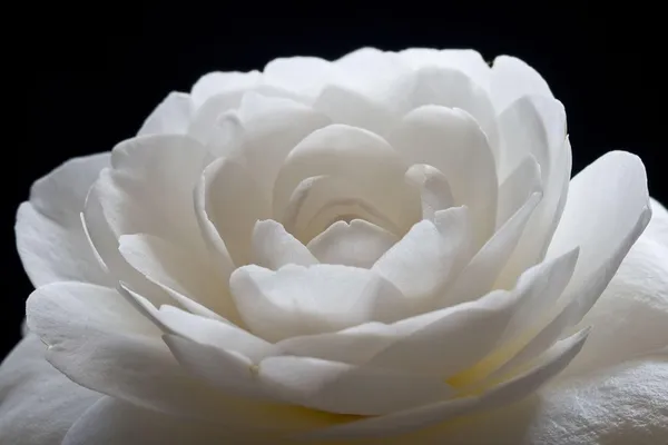 Camellia_Flower_Plant_Rare_Japanese_Varity_Size_1_Ft_To_1.5_F_Tree