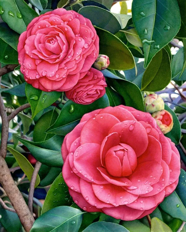 Camellia_Flower_Plant_Rare_Japanese_Varity_Size_1_Ft_To_1.5_F_Tree
