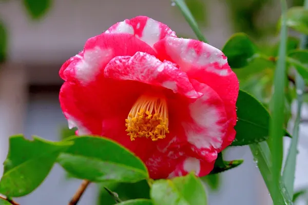 Camellia_Flower_Plant_Rare_Japanese_Varity_Size_1_Ft_To_1.5_F_Tree