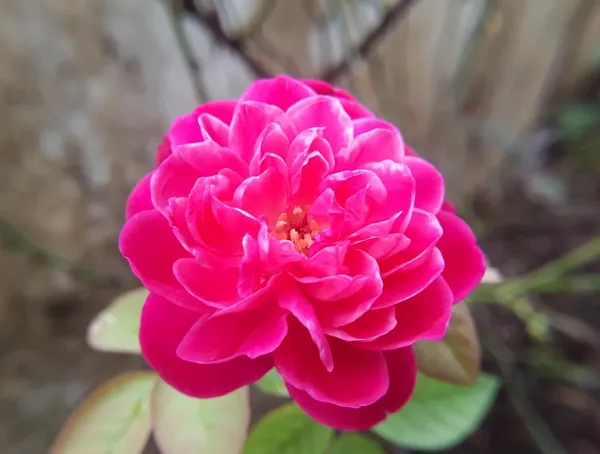 Camellia_Flower_Plant_Rare_Japanese_Varity_Size_1_Ft_To_1.5_F_Tree