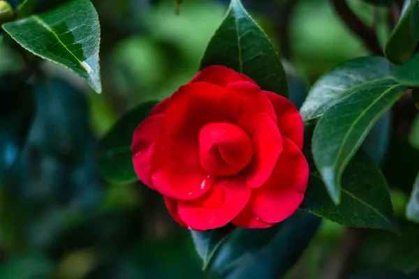 Camellia_Flower_Plant_Rare_Japanese_Varity_Size_1_Ft_To_1.5_F_Tree