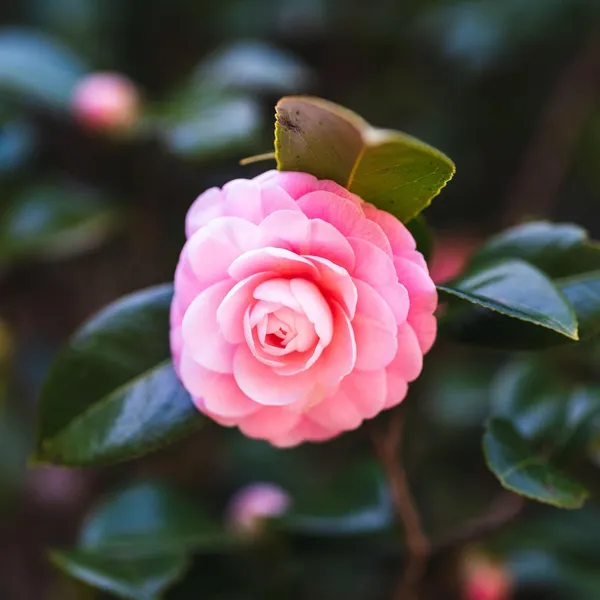 Camellia_Flower_Plant_Rare_Japanese_Varity_Size_1_Ft_To_1.5_F_Tree