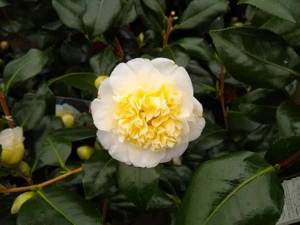 Camellia_Flower_Plant_Rare_Japanese_Varity_Size_1_Ft_To_1.5_F_Tree