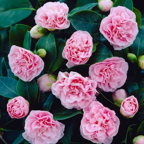 Debutante_Camellia_Flower_Live_Plant_Rare_Hybrid_1.5_Feet_To_2_Feet_Tree