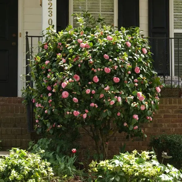 Debutante_Camellia_Flower_Live_Plant_Rare_Hybrid_1.5_Feet_To_2_Feet_Tree