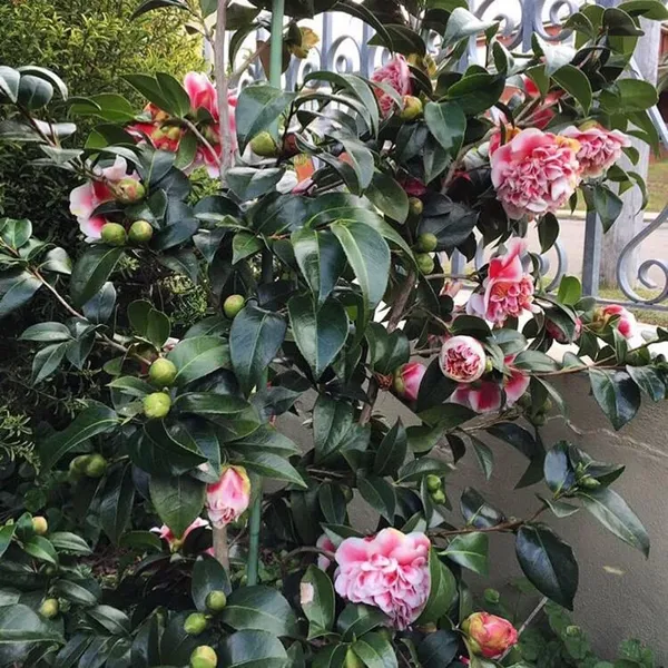 Debutante_Camellia_Flower_Live_Plant_Rare_Hybrid_1.5_Feet_To_2_Feet_Tree