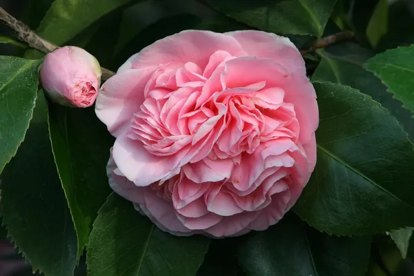 Debutante_Camellia_Flower_Live_Plant_Rare_Hybrid_1.5_Feet_To_2_Feet_Tree