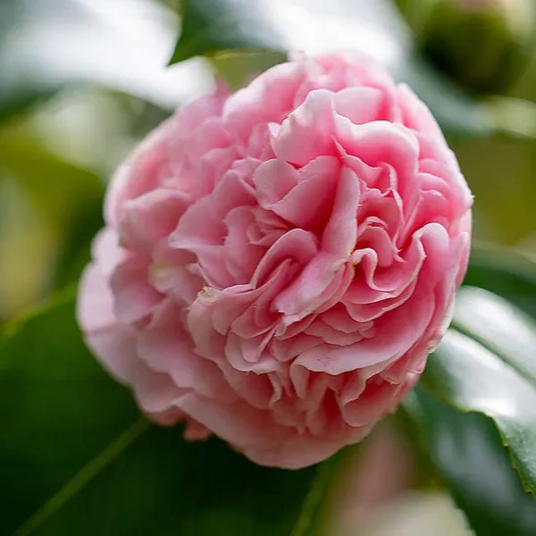 Debutante_Camellia_Flower_Live_Plant_Rare_Hybrid_1.5_Feet_To_2_Feet_Tree