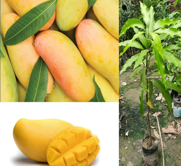 Premium_Carabao_Mango_Plant_Grafted_For_Bountiful_Fruits_In_Your_Garden_2_Feet_Height_Philippine_Variety_Healthy_Live_Plant_(Hybrid,_Pack_Of_1)