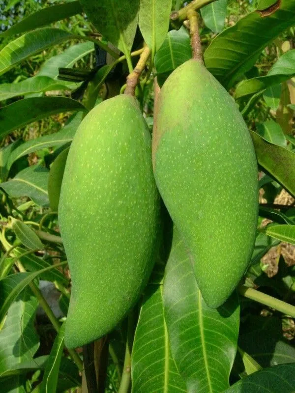 Premium_Carabao_Mango_Plant_Grafted_For_Bountiful_Fruits_In_Your_Garden_2_Feet_Height_Philippine_Variety_Healthy_Live_Plant_(Hybrid,_Pack_Of_1)