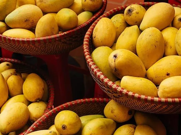 Premium_Carabao_Mango_Plant_Grafted_For_Bountiful_Fruits_In_Your_Garden_2_Feet_Height_Philippine_Variety_Healthy_Live_Plant_(Hybrid,_Pack_Of_1)