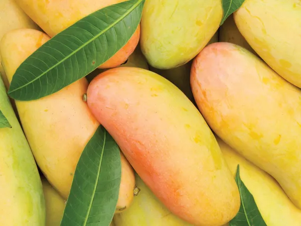 Premium_Carabao_Mango_Plant_Grafted_For_Bountiful_Fruits_In_Your_Garden_2_Feet_Height_Philippine_Variety_Healthy_Live_Plant_(Hybrid,_Pack_Of_1)