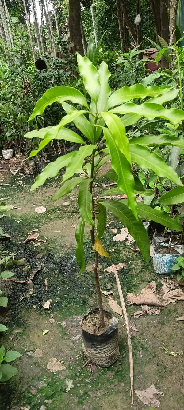 Premium_Carabao_Mango_Plant_Grafted_For_Bountiful_Fruits_In_Your_Garden_2_Feet_Height_Philippine_Variety_Healthy_Live_Plant_(Hybrid,_Pack_Of_1)