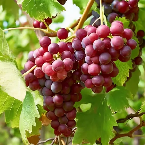 Champagne_Grapes_Plant_Hybrid_Grafted_Height_1.5-2_Feet_Angoor_Plant_Hybrid_Healthy_Super_Yielding_Early_Fruting_Valiant_Grape_Fruit_Plant'