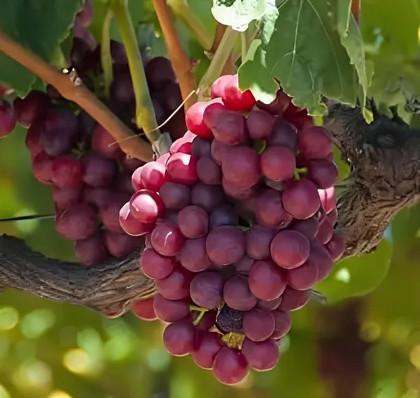 Champagne_Grapes_Plant_Hybrid_Grafted_Height_1.5-2_Feet_Angoor_Plant_Hybrid_Healthy_Super_Yielding_Early_Fruting_Valiant_Grape_Fruit_Plant'