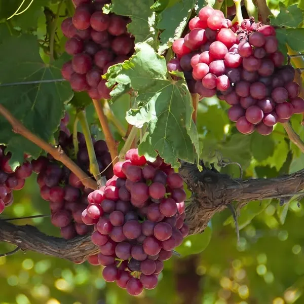 Champagne_Grapes_Plant_Hybrid_Grafted_Height_1.5-2_Feet_Angoor_Plant_Hybrid_Healthy_Super_Yielding_Early_Fruting_Valiant_Grape_Fruit_Plant'