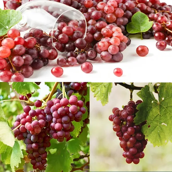 Champagne_Grapes_Plant_Hybrid_Grafted_Height_1.5-2_Feet_Angoor_Plant_Hybrid_Healthy_Super_Yielding_Early_Fruting_Valiant_Grape_Fruit_Plant'