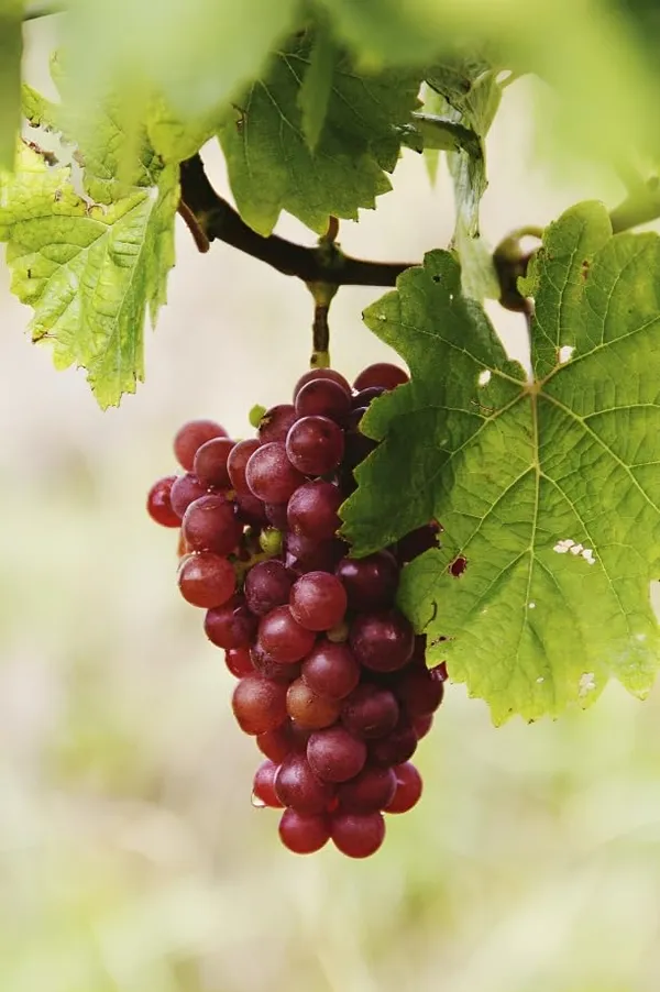 Champagne_Grapes_Plant_Hybrid_Grafted_Height_1.5-2_Feet_Angoor_Plant_Hybrid_Healthy_Super_Yielding_Early_Fruting_Valiant_Grape_Fruit_Plant'