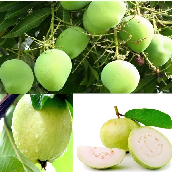 Lucknow_49_Guava_Plantair_Layered__Grafted_Tree_Height_1.5-2_Feet_Plant_For_Home_Garden