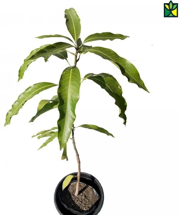 Authentic_Cheruku_Rasam_Mango_Tree_1.5-2_Feet_Height_-_Grafted_Variety_For_Fast_Growth_Healthy_Live_Plant_(Hybrid,_Pack_Of_1)