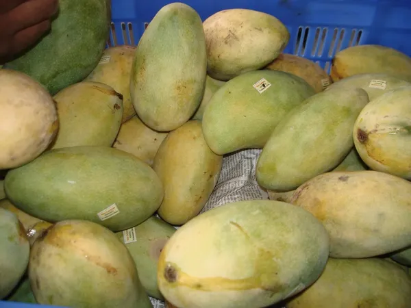 Authentic_Cheruku_Rasam_Mango_Tree_1.5-2_Feet_Height_-_Grafted_Variety_For_Fast_Growth_Healthy_Live_Plant_(Hybrid,_Pack_Of_1)