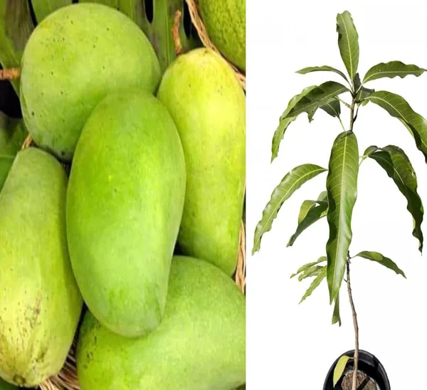 Authentic_Cheruku_Rasam_Mango_Tree_1.5-2_Feet_Height_-_Grafted_Variety_For_Fast_Growth_Healthy_Live_Plant_(Hybrid,_Pack_Of_1)