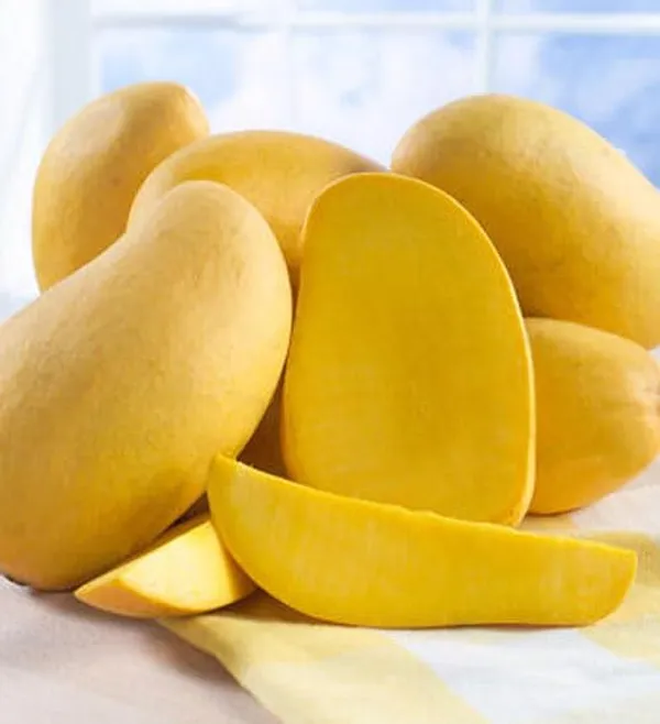 Authentic_Cheruku_Rasam_Mango_Tree_1.5-2_Feet_Height_-_Grafted_Variety_For_Fast_Growth_Healthy_Live_Plant_(Hybrid,_Pack_Of_1)