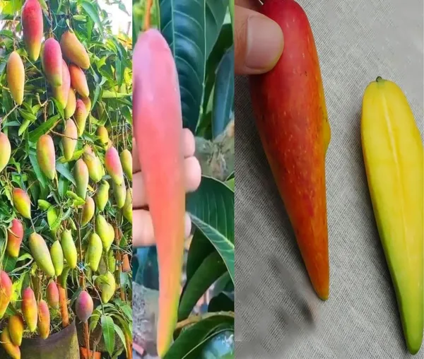 Chili_Mango_Grafted_Plant_Lajiao_Red_Variety_(1.5-2_Feet_Height)_Furit_After_2-3_Years_Hybrid_Live_Fruit_Plant_For_Home_Garden_Long_Mango_Tree_Plant