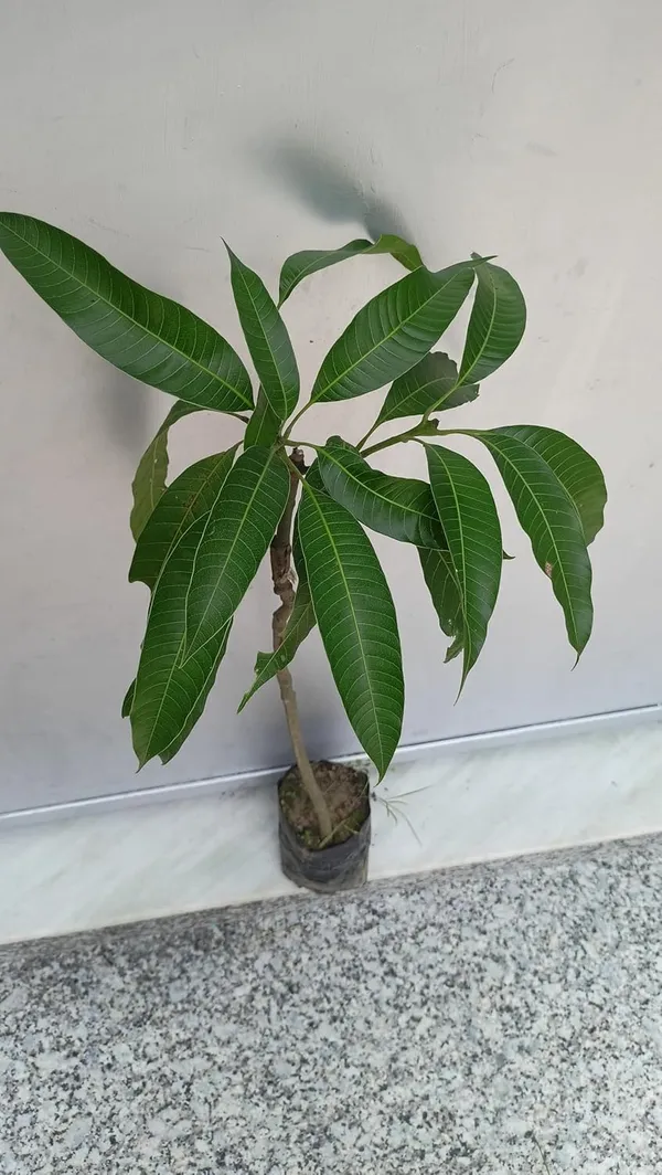Premium_Dasheri_Mango_Plant_Grafted_1.5-2_Feet_Height_-_Fresh_And_Healthy_Fruit_Tree_For_Home_Garden