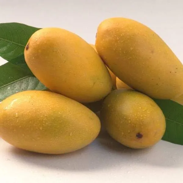 Premium_Dasheri_Mango_Plant_Grafted_1.5-2_Feet_Height_-_Fresh_And_Healthy_Fruit_Tree_For_Home_Garden