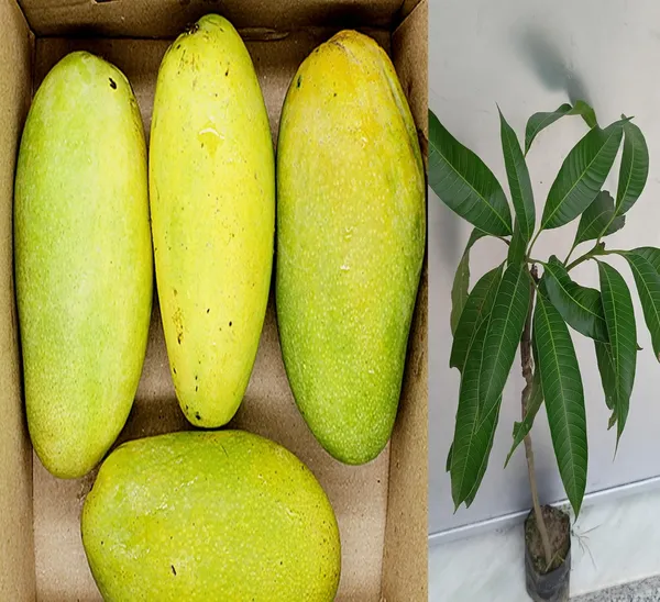 Premium_Dasheri_Mango_Plant_Grafted_1.5-2_Feet_Height_-_Fresh_And_Healthy_Fruit_Tree_For_Home_Garden