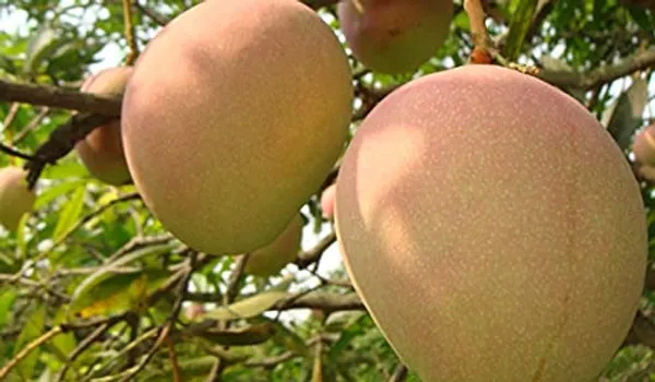 Early_Gold_MangoHeight_1.5-2_Feet_Hybrid_1_Healthy_Live_Plant