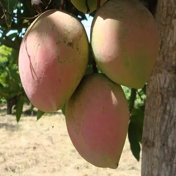 Early_Gold_MangoHeight_1.5-2_Feet_Hybrid_1_Healthy_Live_Plant
